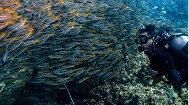 Is Sail Rock the Best Dive Site Near Koh Tao?