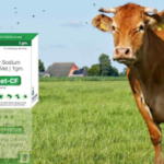 What Makes a Reliable Veterinary Pharma Company? A Practical Guide