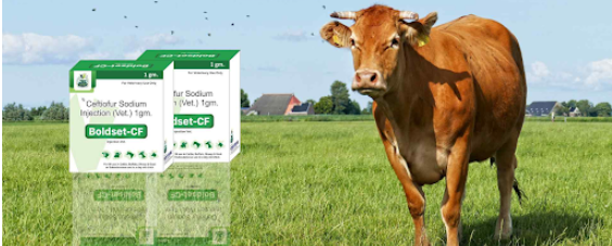 third party veterinary medicine manufacturer in india